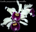 /album/fotogalerie-laelia-purpurata/l-purpurata-var-semialba-jpg/